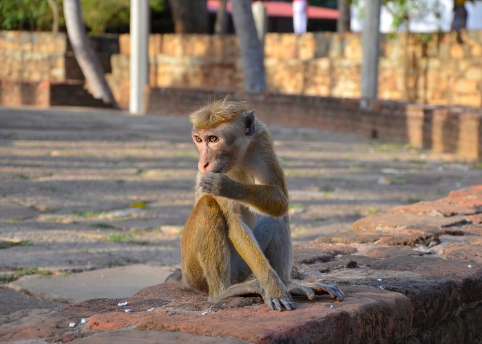 Srí Lanka 2017