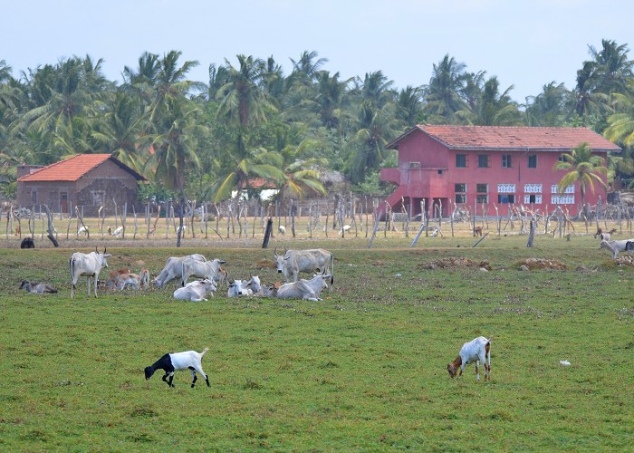 Srí Lanka 2017