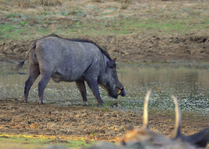 Srí Lanka 2017