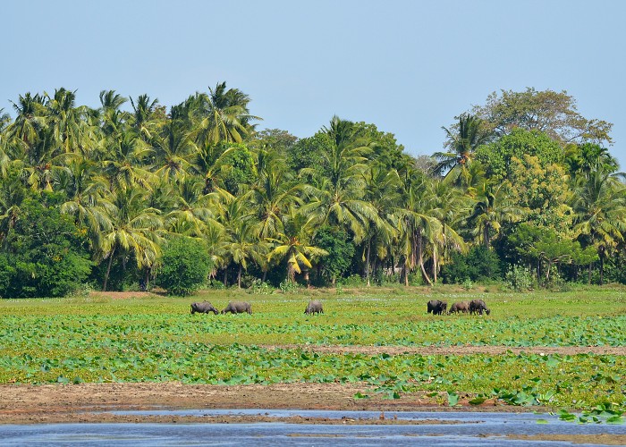 Srí Lanka 2017