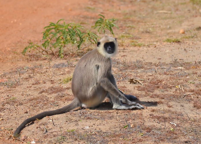 Srí Lanka 2017