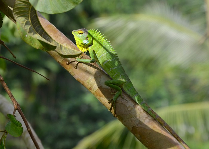 Srí Lanka 2017