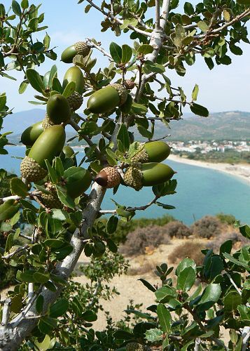 Thassos 2008