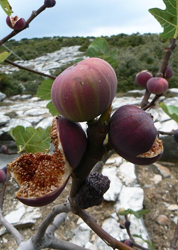 Thassos 2008